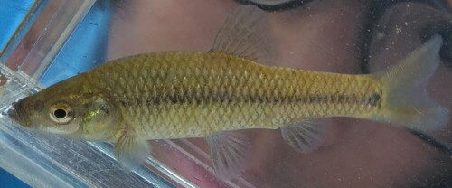 Moroco (Pseudorasbora pumila) — Cyprinidae