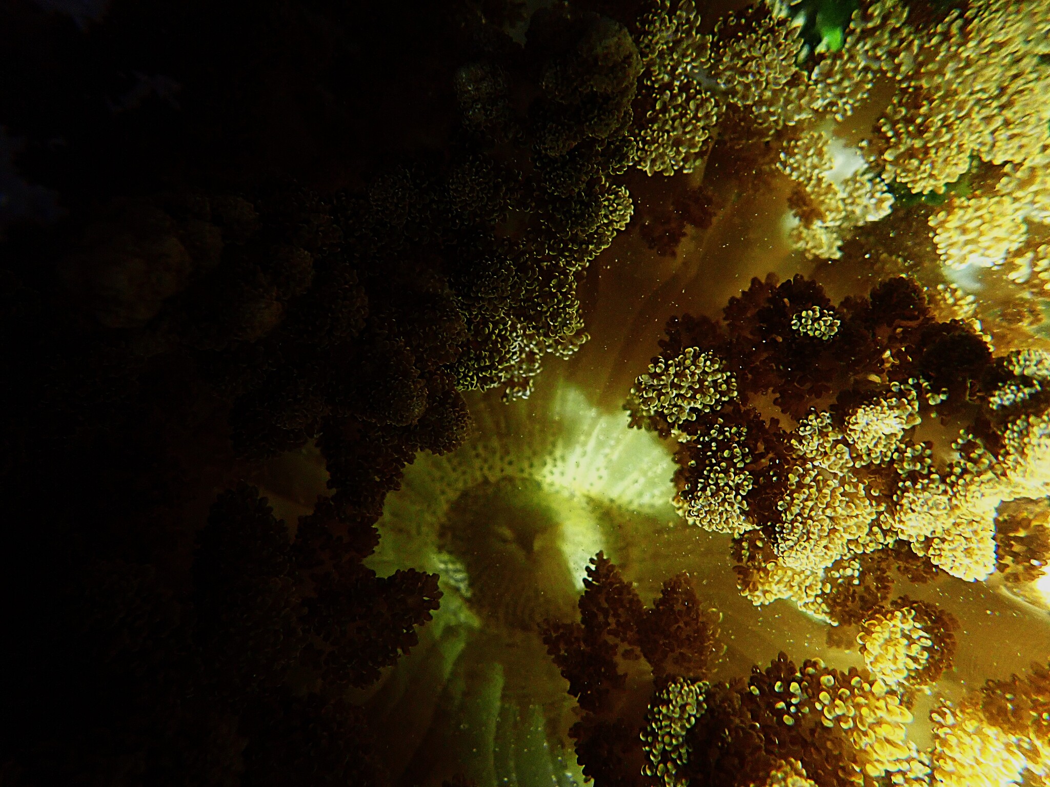 Actinodendron arboreum (Quoy & Gaimard, 1833)