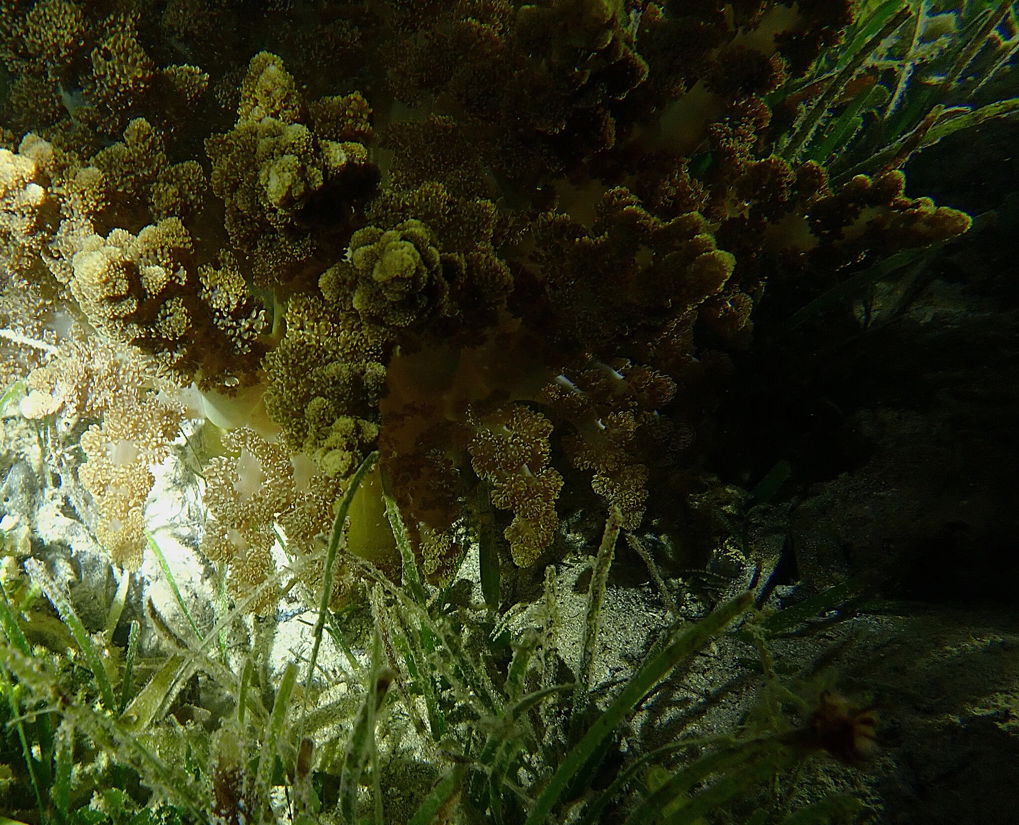 Actinodendron arboreum (Quoy & Gaimard, 1833)