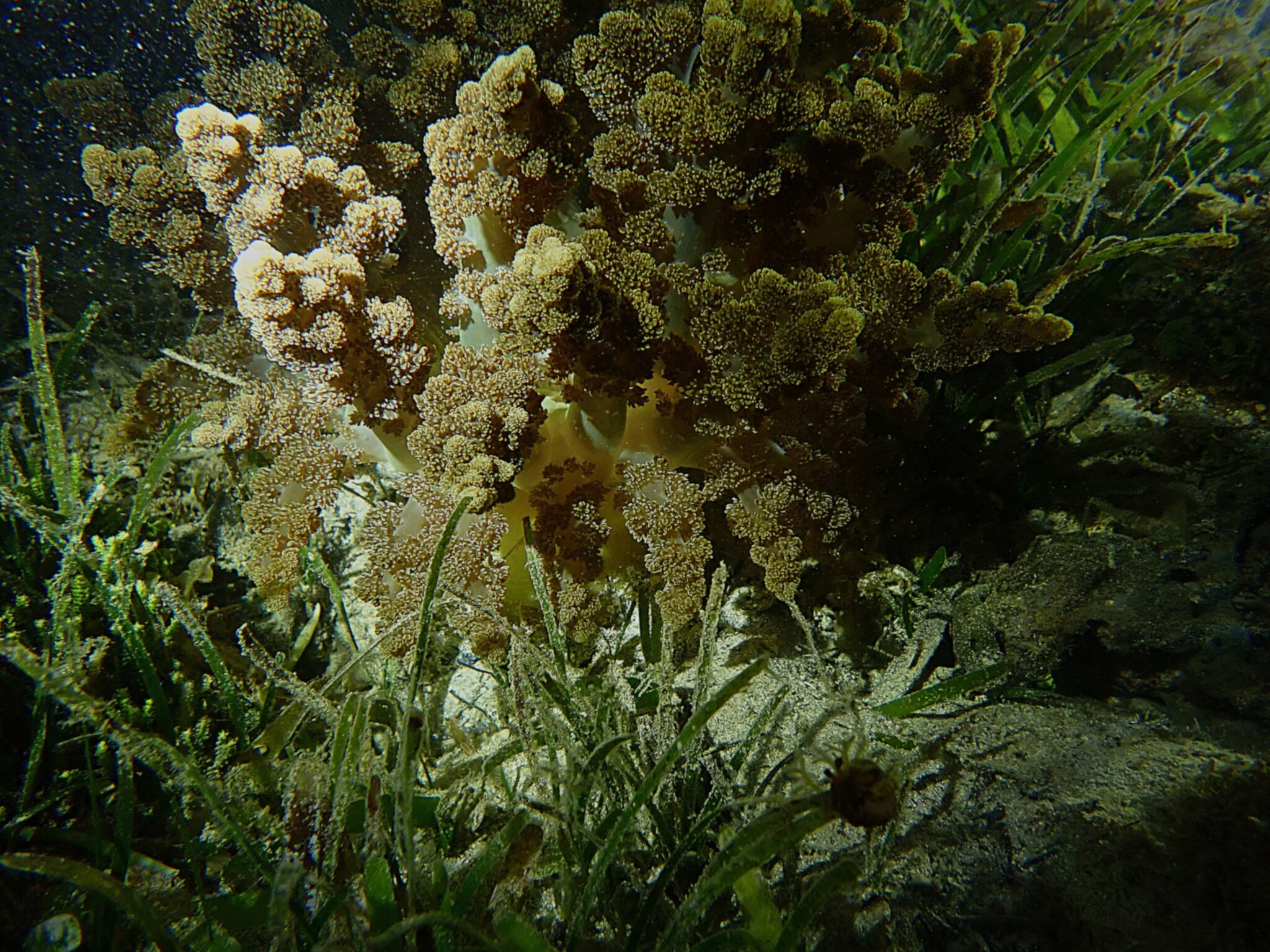 Actinodendron arboreum (Quoy & Gaimard, 1833)