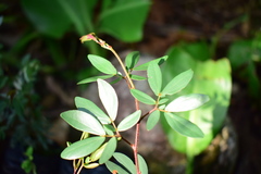 Calliandra angustifolia