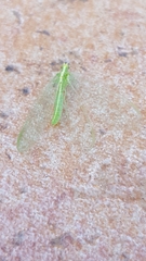 Chrysoperla mediterranea