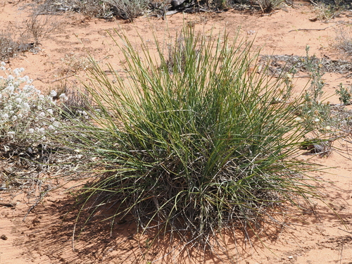 Scented Mat-rush (Lomandra effusa)