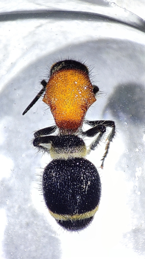 Orientilla schmideggeri