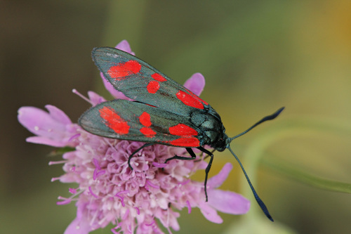 Slender Scotch Burnet, photo 2 of 10