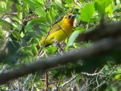 Ploceus ocularis suahelicus