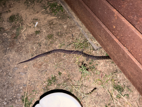 Spotted Python sighting