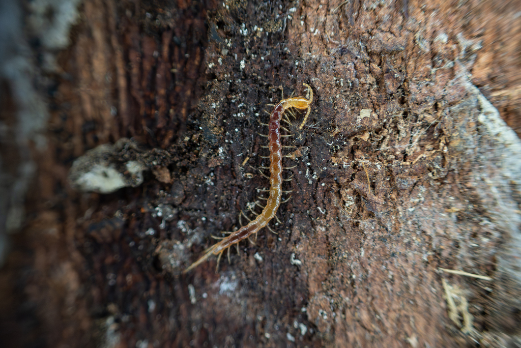 Cryptops doriae