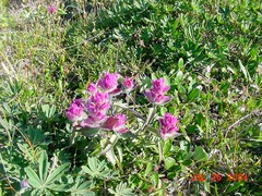 Castilleja elegans