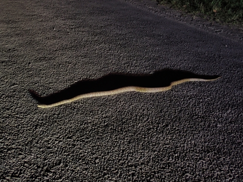 Coastal Carpet Python sighting