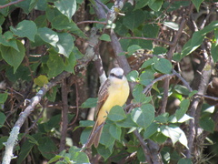 Tyrannus albogularis