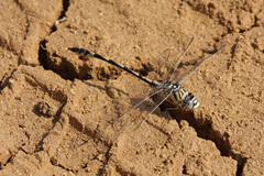 Lindenia tetraphylla