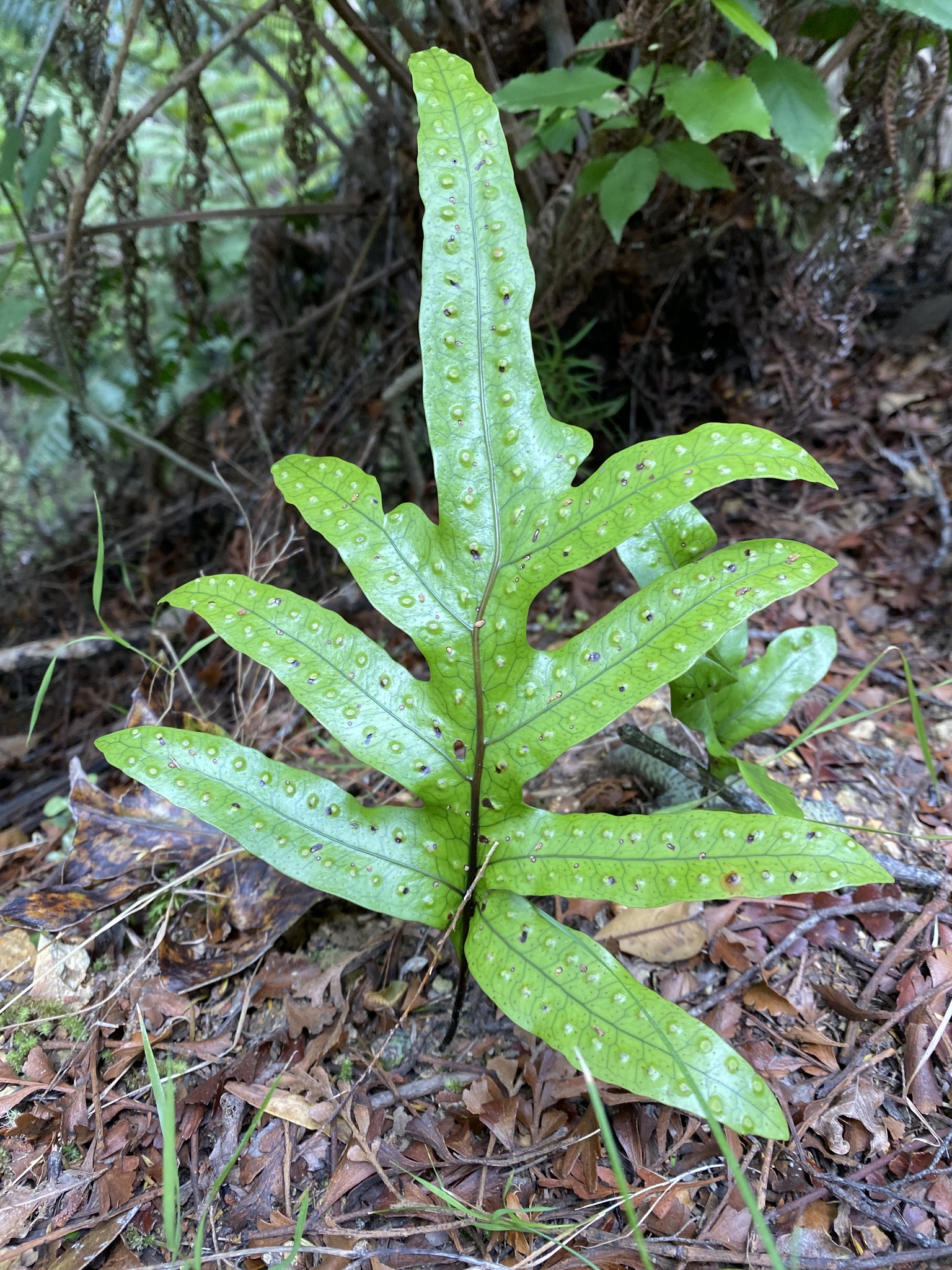Microsorum