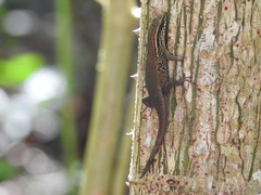 Eutropis rugifera
