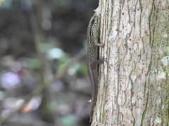 Eutropis rugifera