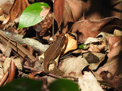 Eutropis rugifera