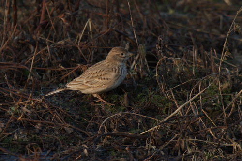 Foto de Mediterranean Short-toed Lark
