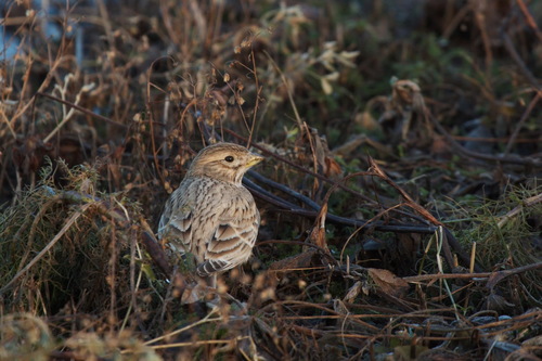 Turkestan Short-toed Lark (Alaudala heinei), photo 3