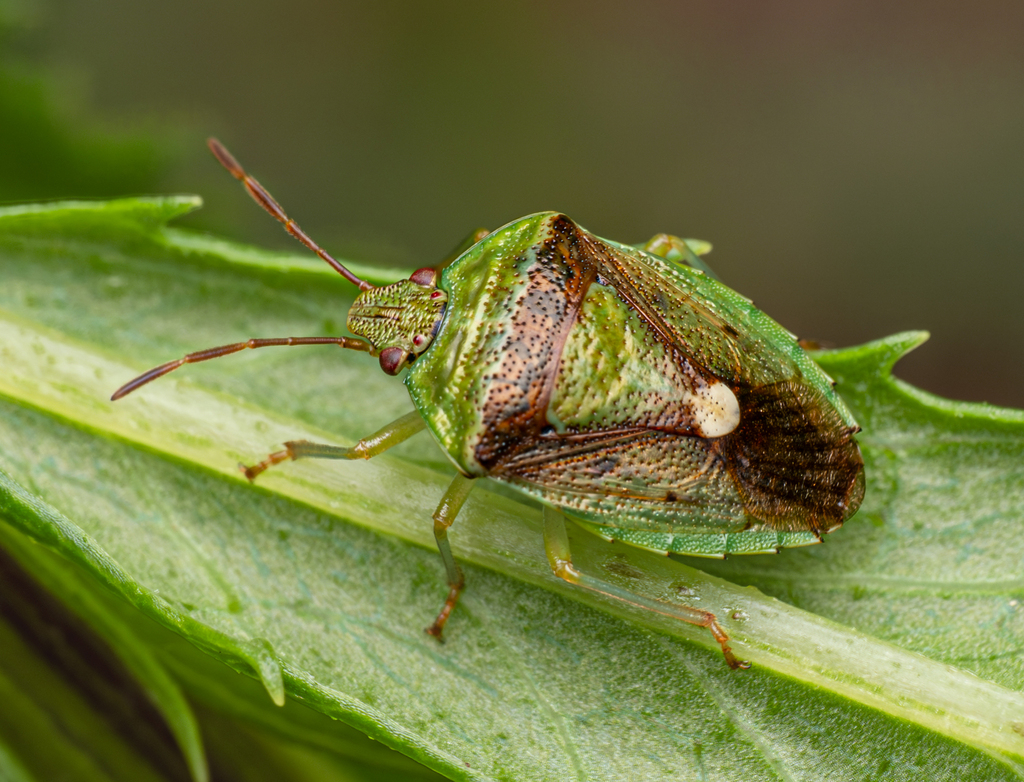 Ocirrhoe westwoodi