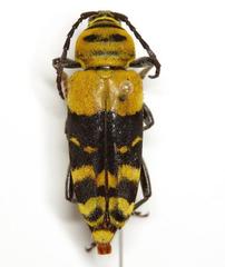 Megacyllene decora
