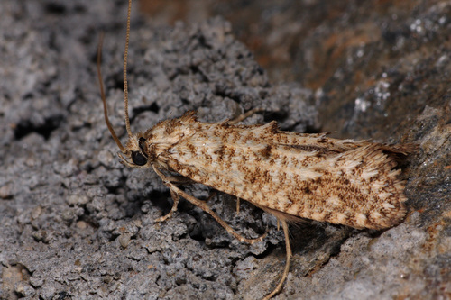 Hapsifera