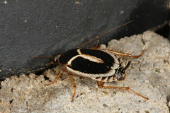 Phyllodromica marginata