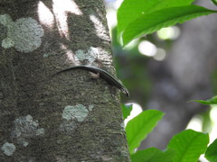 Sphenomorphus sanctus