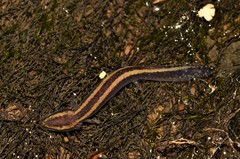 Necturus louisianensis