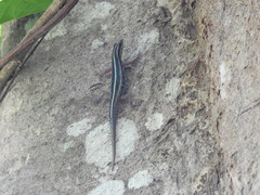 Sphenomorphus sanctus