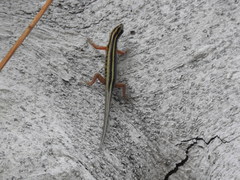 Sphenomorphus sanctus