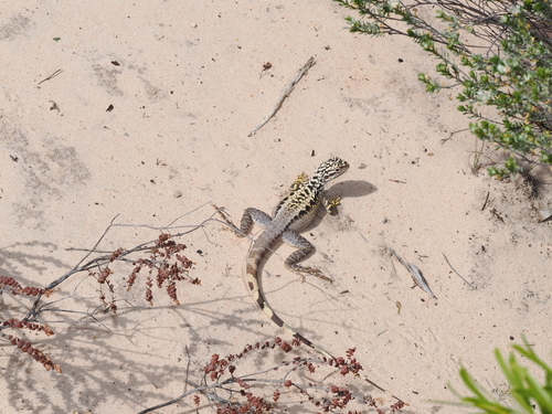 Crested Bicycle-dragon, Ctenophorus cristatus
