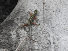 Sphenomorphus sanctus