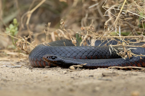 Red-bellied Black Snake sighting