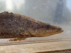 Butis humeralis