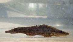 Butis humeralis