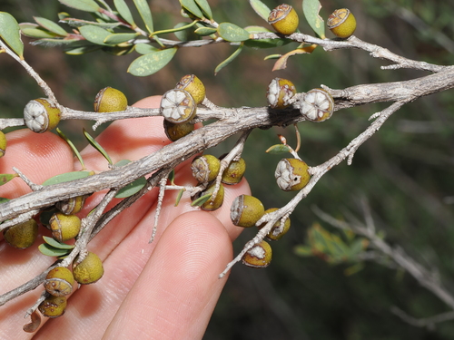Mallee Teatree (Gaudium coriaceum)
