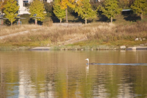 Great Crested Grebe