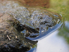 Limnonectes macrodon