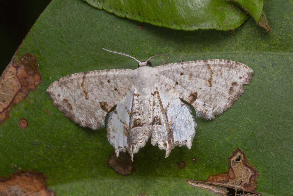 Dysaethria albolilacina