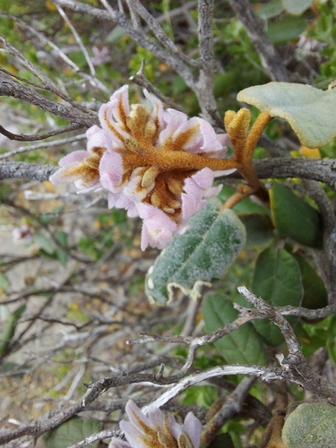 Coast Velvet-bush (Lasiopetalum discolor)