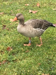 Anser anser
