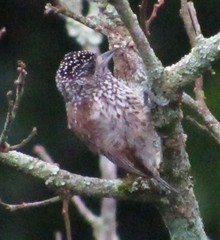 Picumnus albosquamatus