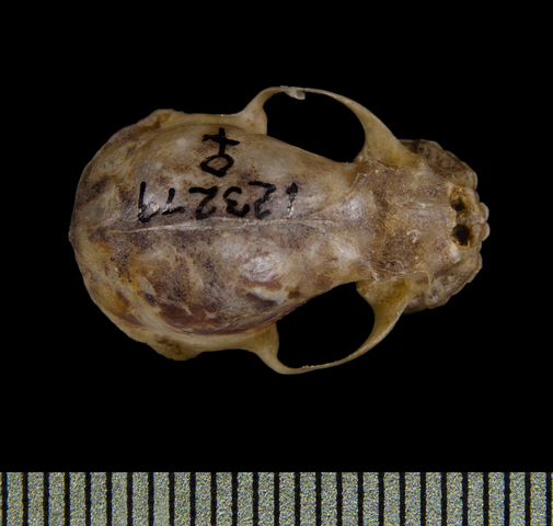 Phyllops