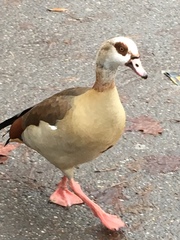 Alopochen aegyptiaca