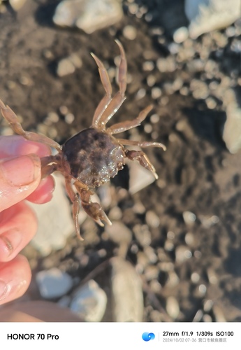 Chinese Mitten Crab