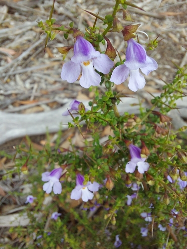 Prostanthera spinosa, photograph 4