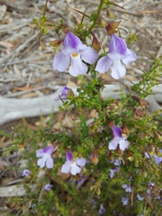 Prostanthera spinosa, photograph (c) graeme lunt, some rights reserved (CC BY)