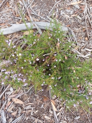 Prostanthera spinosa, photograph (c) graeme lunt, some rights reserved (CC BY)
