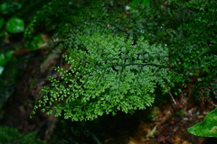 Hymenophyllum polyanthon