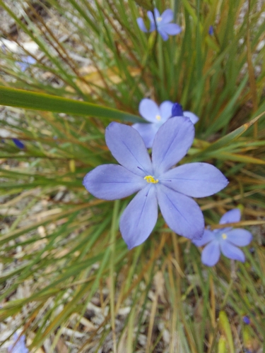 Morning Flag (Orthrosanthus multiflorus)